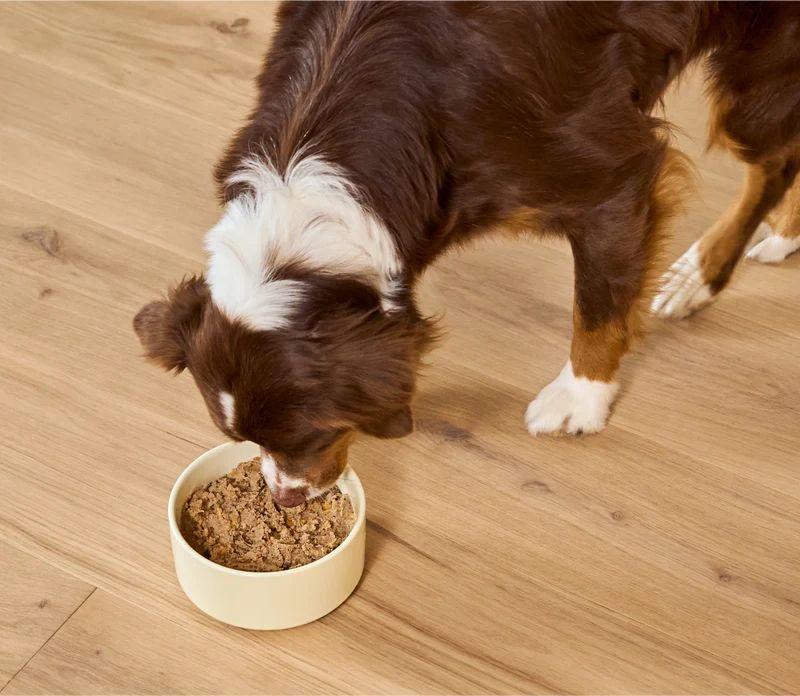 Open Farm Puppy Recipe Chicken & Salmon Wet Dog Food In Can 354G