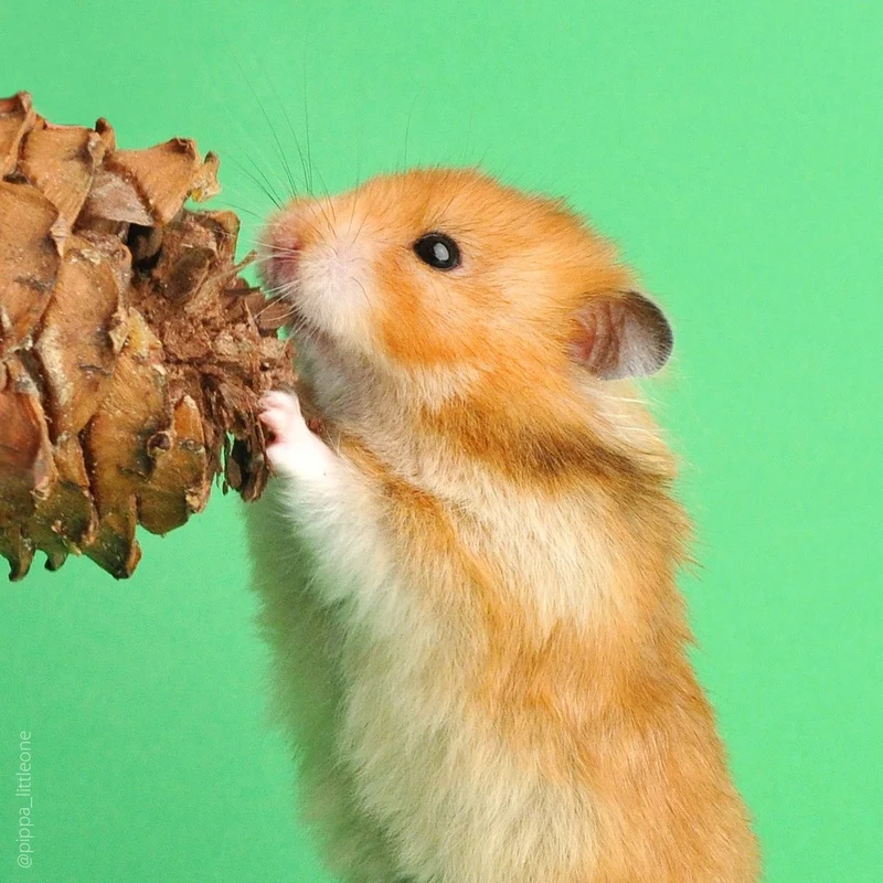 Little One Cedar Cone Natural Treat For Small Pets 1pc