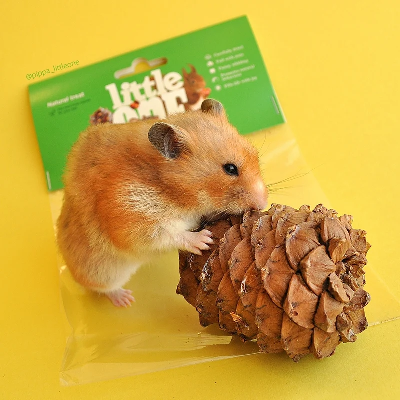 Little One Cedar Cone Natural Treat For Small Pets 1pc