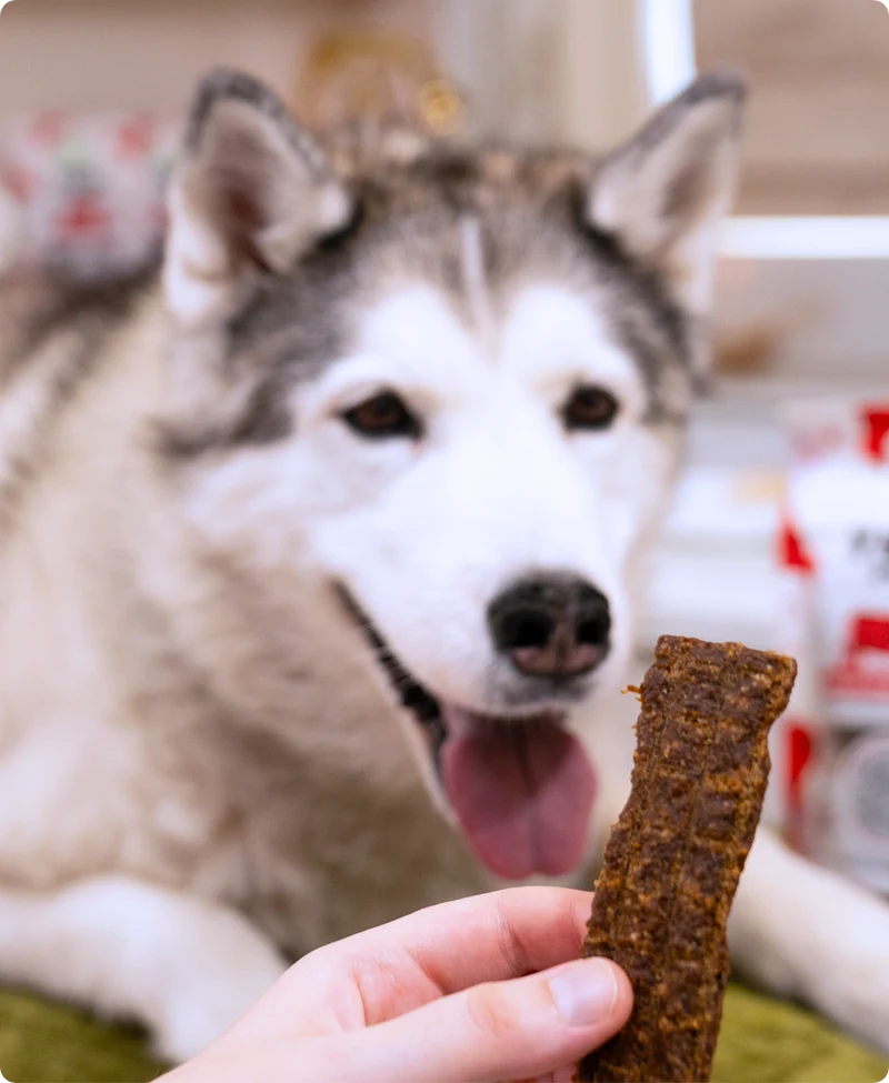 Open Farm Grain Free Jerky Strips Wild Caught Salmon Dog Treat 158G