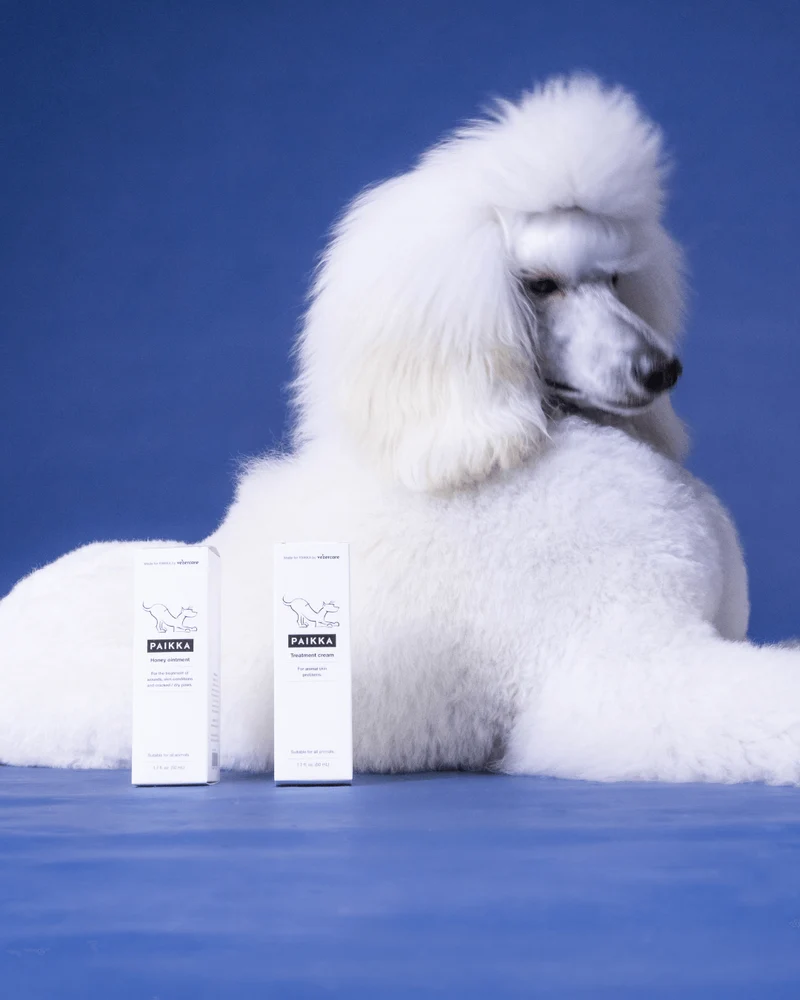 PAIKKA Honey Ointment for Dogs - 50ML
