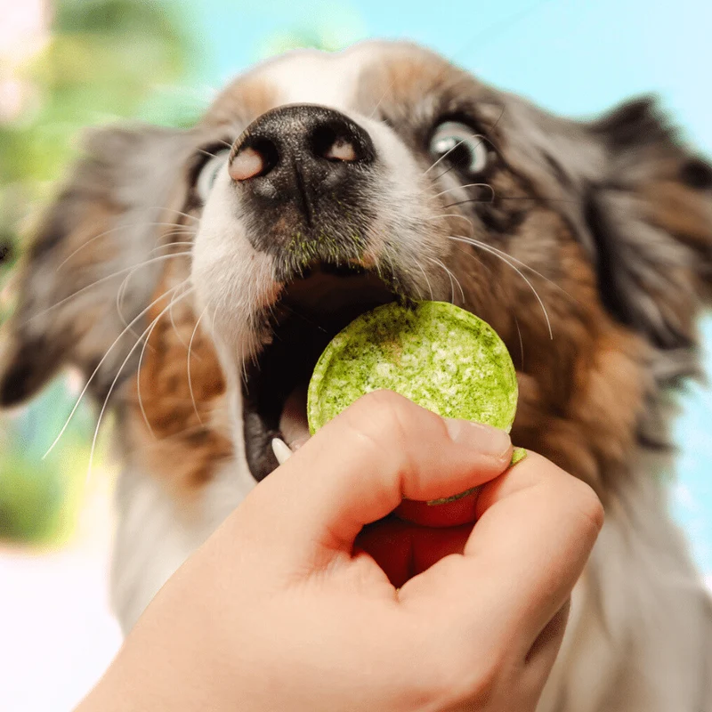 Smoofl Crunchy Salmon & Algae Pops Dog Treats - 24G