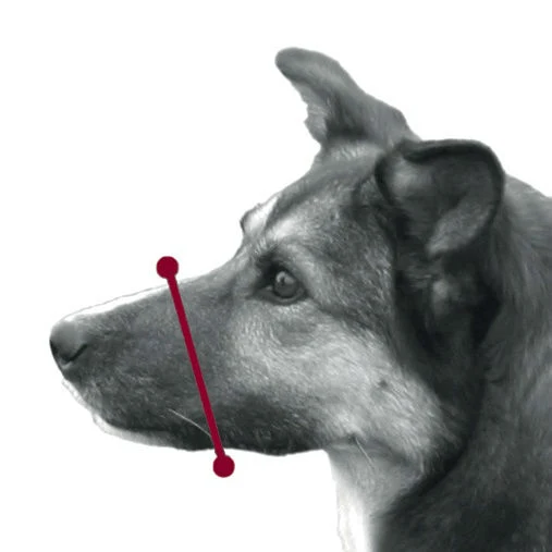 Maulkorb aus Kunststoff für Hunde