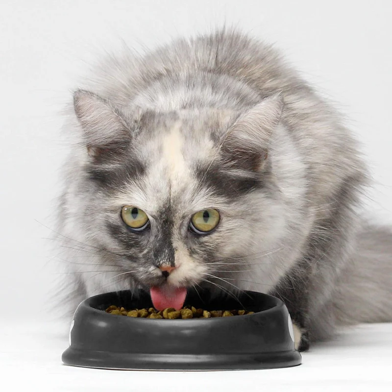 Open Farm Grain Free Wild Caught Salmon Dry Cat Food