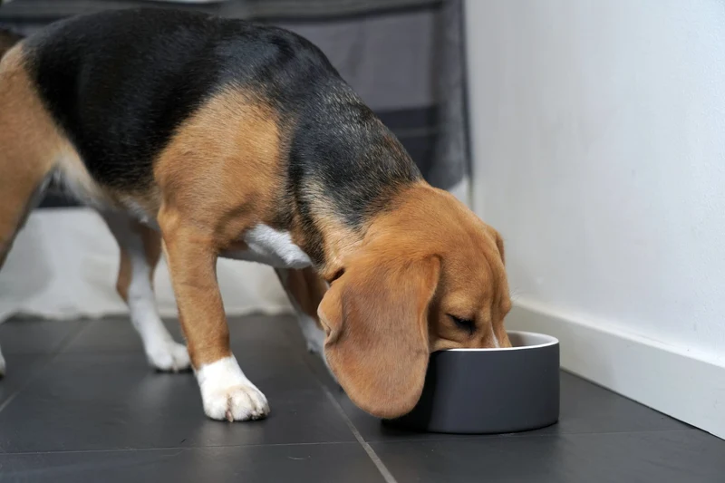 PAIKKA Slow Feed Bowl