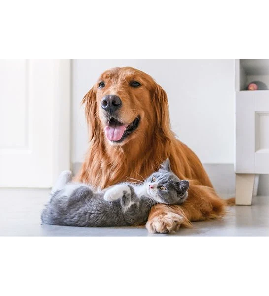 Beaphar Intestopro Anti Diarrhea Tablet for Small Dogs & Cats 20 tablets