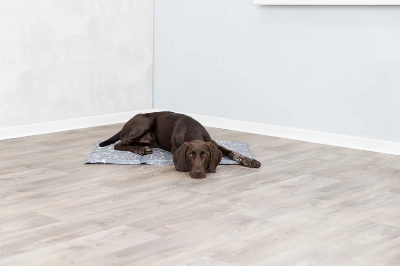 Trixie Soft Cooling Mat