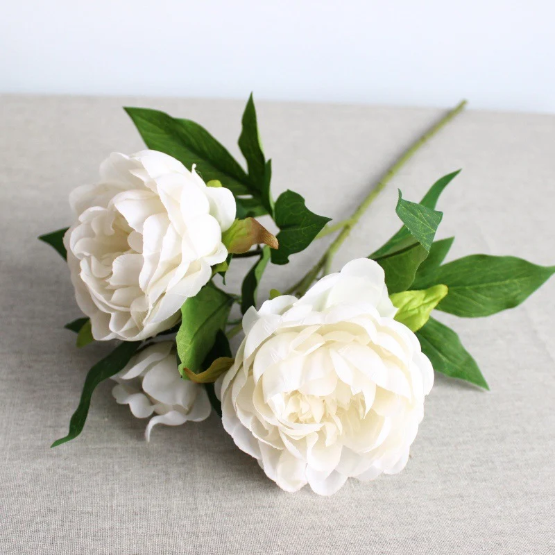 Lebensechte Pfingstrose Blumensamen