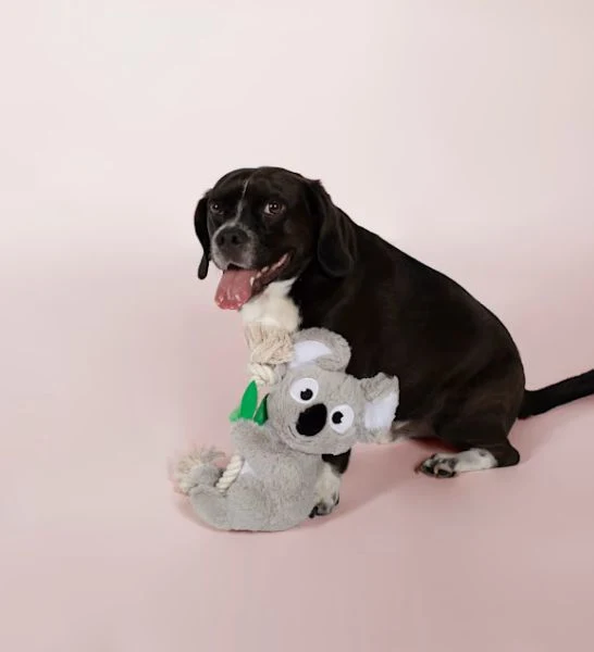 PetShop by Fringe Studio Koala-Plush Dog Toy 15.5X7.5