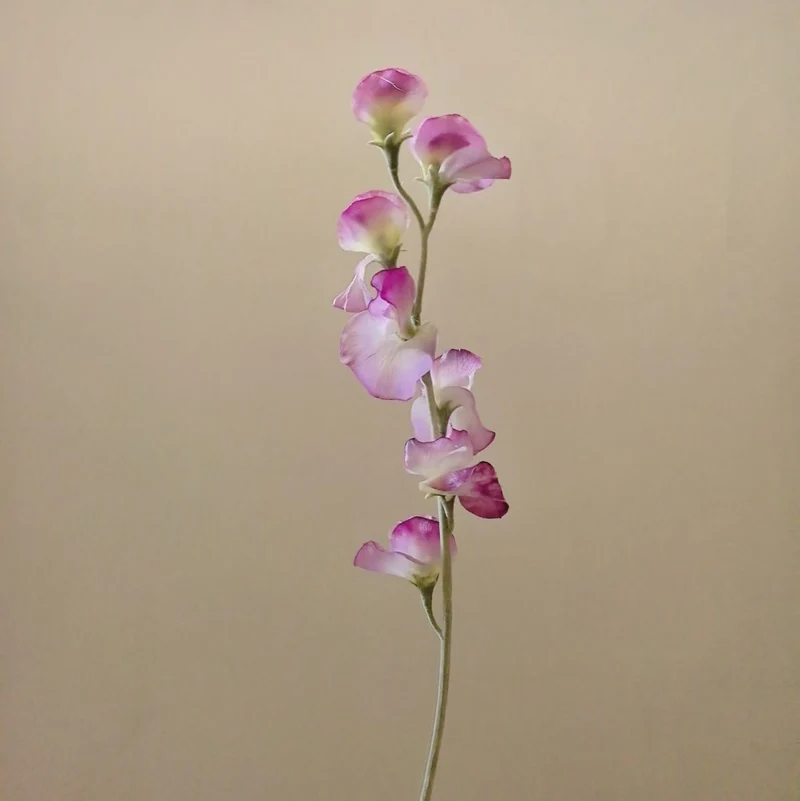 Elegante Seide Sweet Pea Stiel