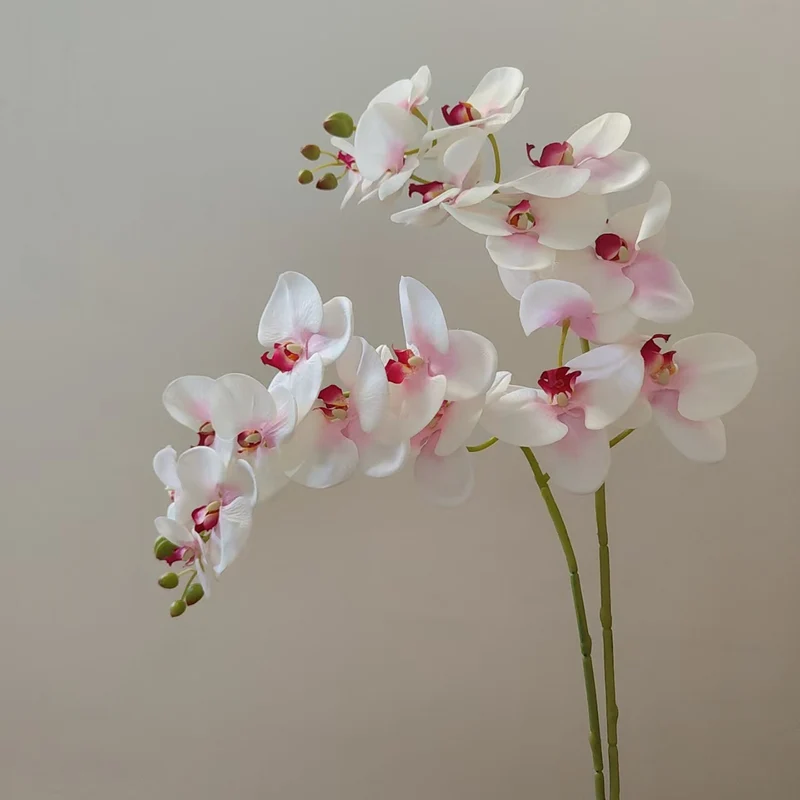 Elegante Orchideenstängel