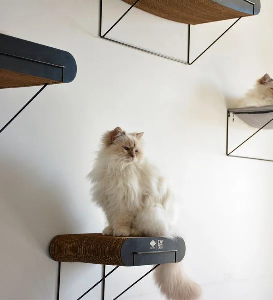 D&D Home I Love Happy Cats David Cardboard Wall Mountable Cat Shelf
