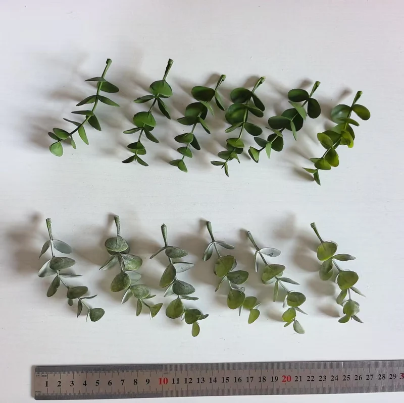 Dekorativer Eukalyptus