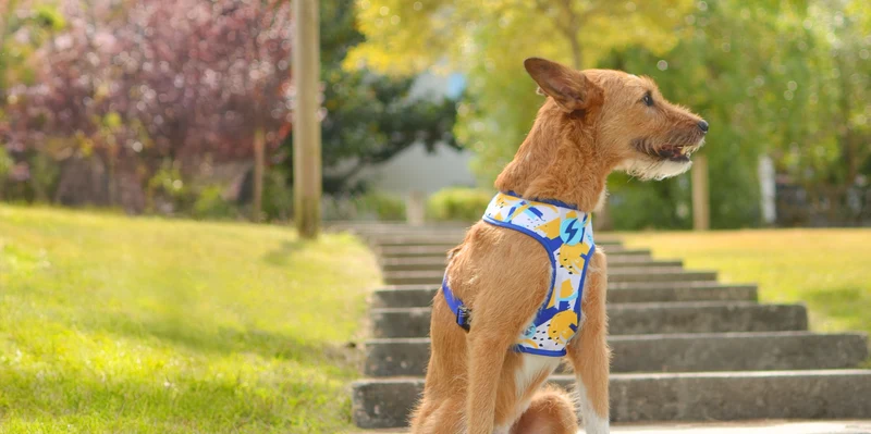 Dashi Reversible Nebula Neo Mesh Harness for Dogs
