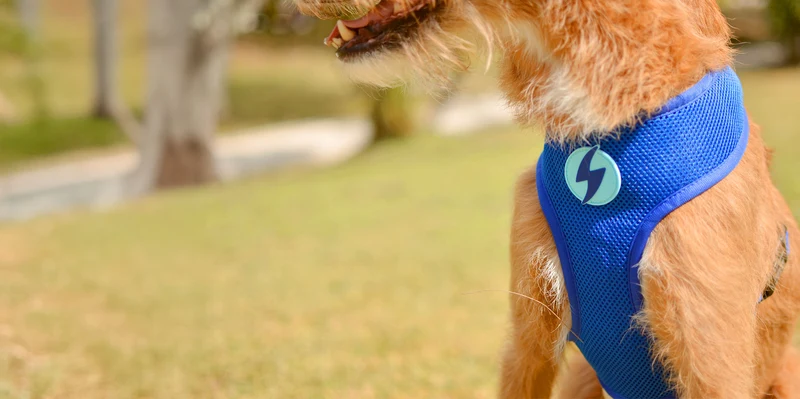 Dashi Reversible Nebula Neo Mesh Harness for Dogs