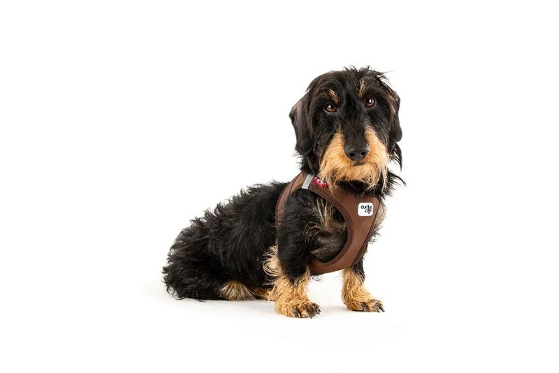 Curli Softshell Vest Harness With Curli Clasp For Dogs