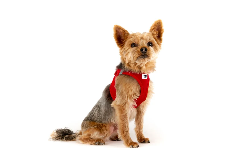 Curli Softshell Vest Harness With Curli Clasp For Dogs