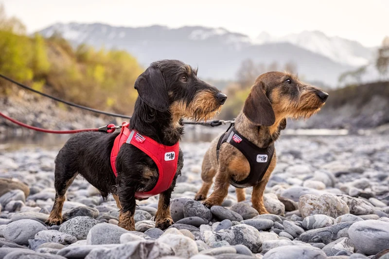 Curli Softshell Vest Harness With Curli Clasp For Dogs