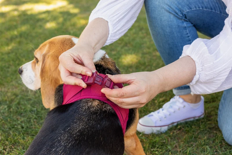 Curli Softshell Vest Harness With Curli Clasp For Dogs