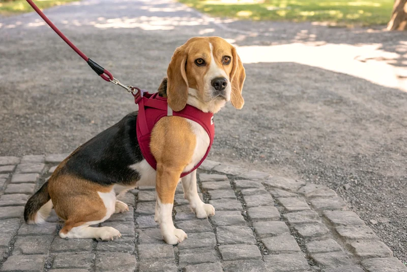Curli Air-Mesh Vest Harness With Curli Clasp For Dogs