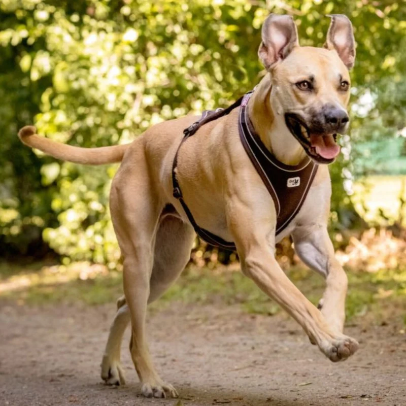 Curli Belka Comfort Adjustable Harness With Padded Buckles For Dogs