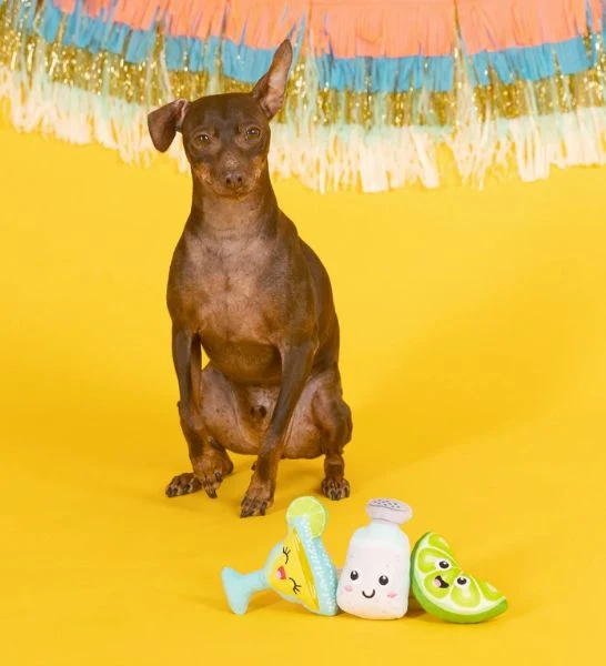 PetShop by Fringe Studio On Margarita Time 3pcs Small Dog Toy Set 10x9cm