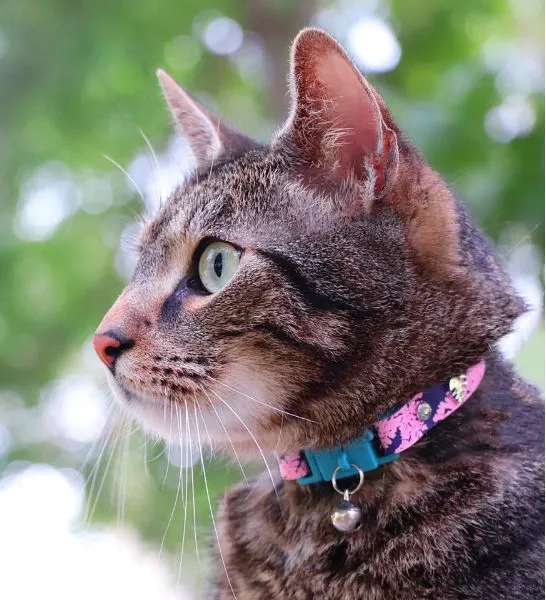 Kittyrama Botanical Fern Cat Collar 19.5cm - 26.5cm
