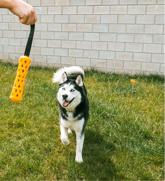 ebi Bite Me 'Crack Me Up' Stick Sensory Dog Toy