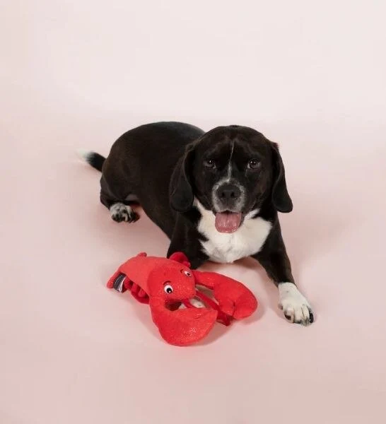 Petshop by Fringe Studio You're My Lobster Dog Toy 20x29cm