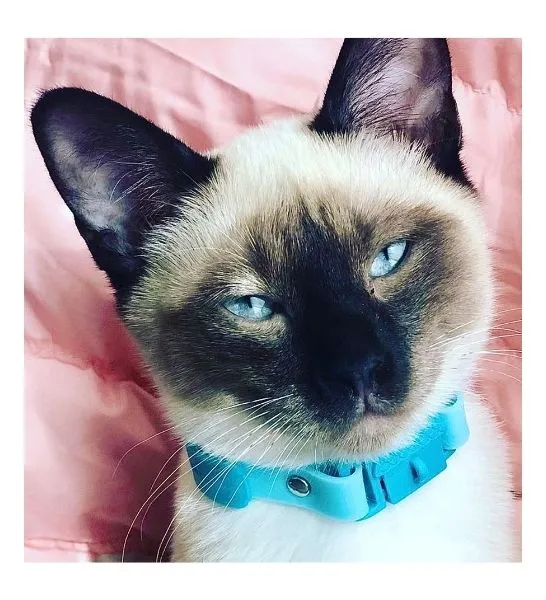 Kittyrama Aqua Kitten Collar 14.5cm - 18.5cm