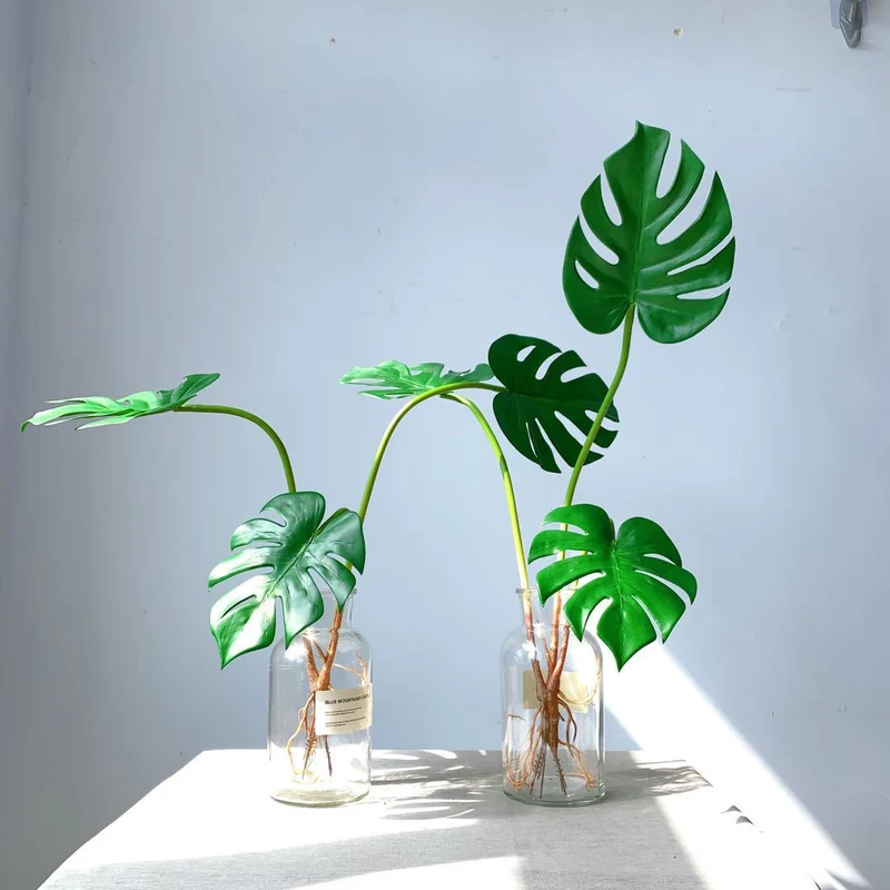 Monstera Blatt Dekorativer Stängel