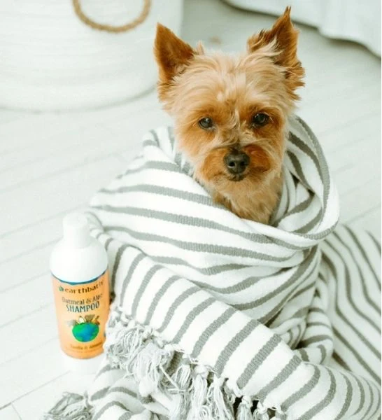 earthbath Oatmeal & Aloe Shampoo Vanilla & Almond for Dogs 16oz