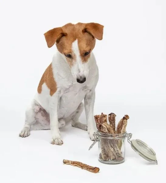 The K9 Kitchen Lamb Trachea Air Dried Dog Treats 100G