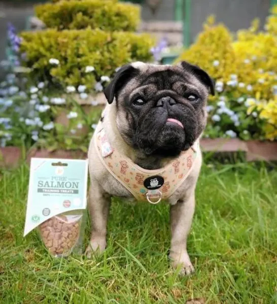 Jr Pet Products Pure Salmon Training Dog Treats 85G