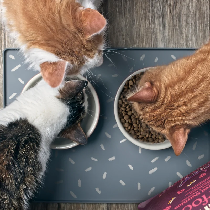 Yora Pet Foods Superfood Insect Protein Adult & Kitten Dry Cat Food