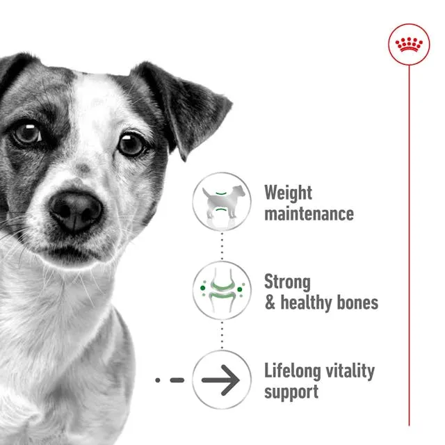 Royal Canin Mini Ageing 12+ Dry Dog Food 1.5KG