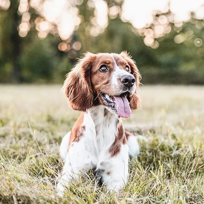 Arden Grange Partners Sensitive Wet Dog Food