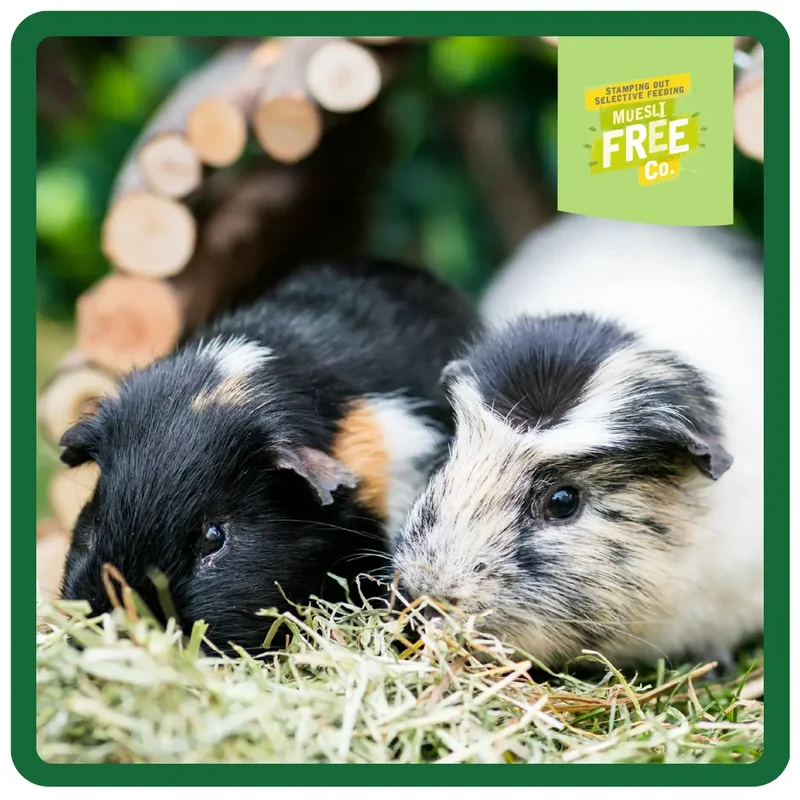 Burgess Excel Nuggets With Mint For Adult Guinea Pig 3KG
